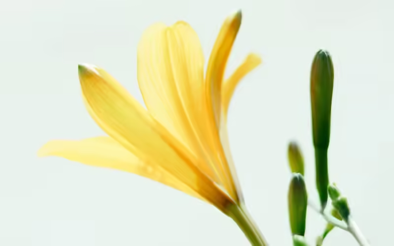 Гармония Манипуры